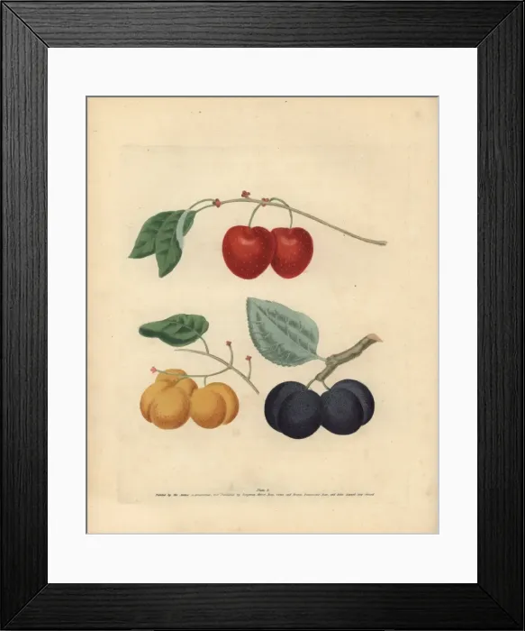 Framed Print : Plum varieties, Prunus domestica Framed Print : Plum varieties, Prunus domestica