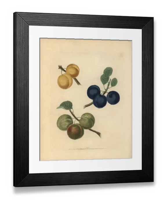 Framed Print : Plum varieties, Prunus domestica Framed Print : Plum varieties, Prunus domestica