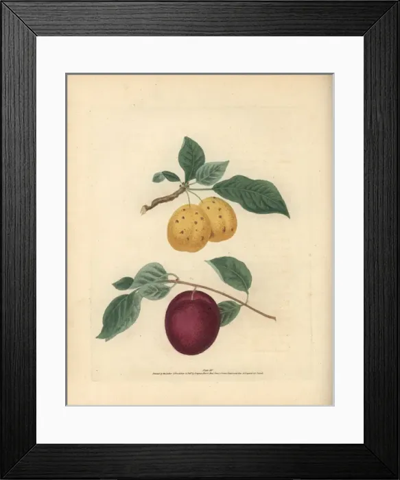 Framed Print : Plum varieties, Prunus domestica Framed Print : Plum varieties, Prunus domestica