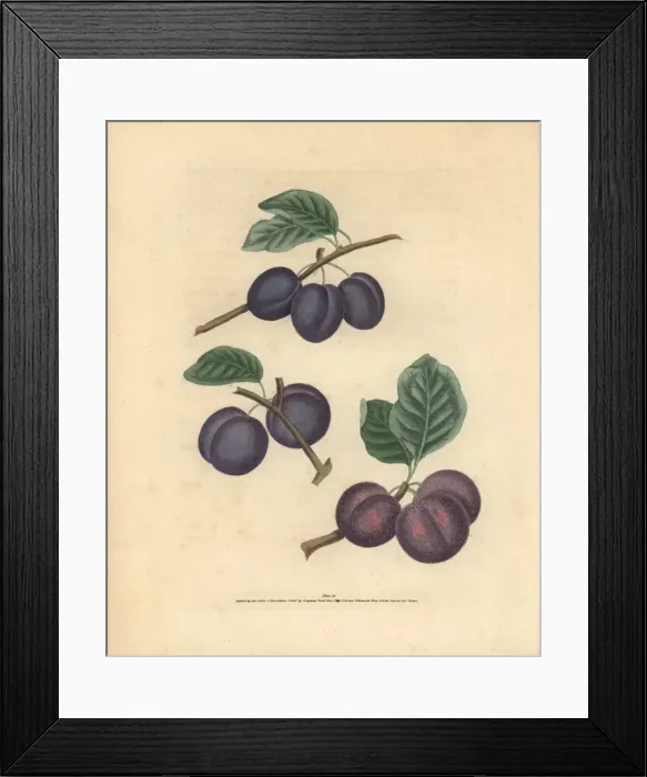 Framed Print : Plum varieties, Prunus domestica Framed Print : Plum varieties, Prunus domestica