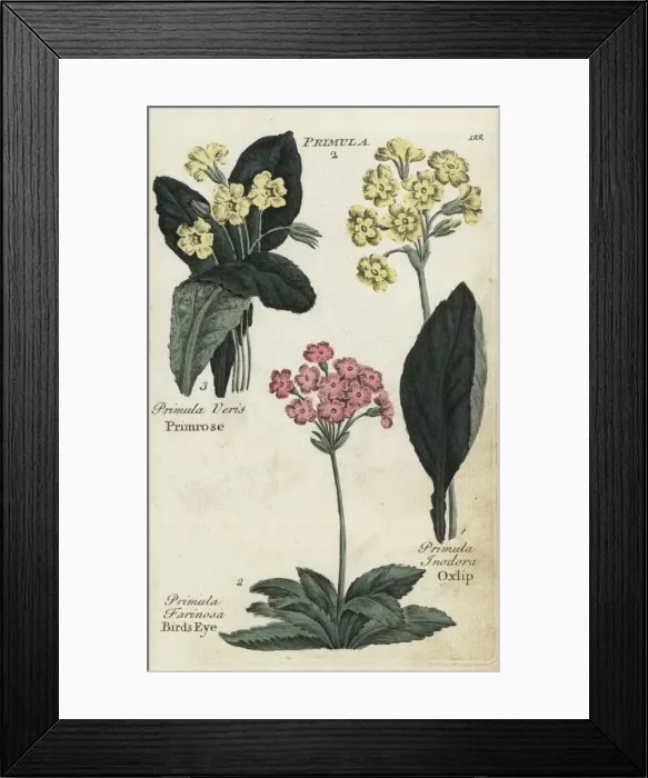 Framed Print : Primrose, birds eye and oxlip Framed Print : Primrose, birds eye and oxlip