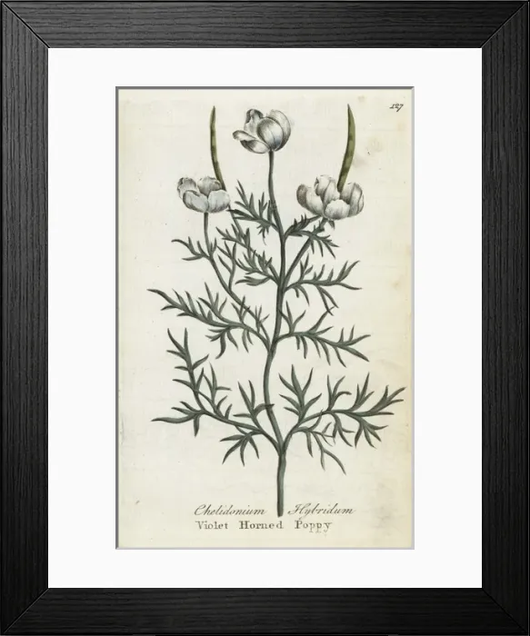 Framed Print : Violet horned poppy, Roemeria hybrida Framed Print : Violet horned poppy, Roemeria hybrida