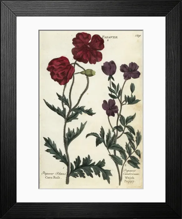Framed Print : Corn rose, Papaver rhoeas, and welch poppy Framed Print : Corn rose, Papaver rhoeas, and welch poppy