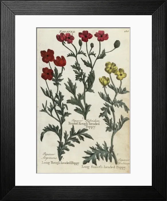 Framed Print : Long and round rough-headed poppies, and smooth-headed poppy Framed Print : Long and round rough-headed poppies, and smooth-headed poppy