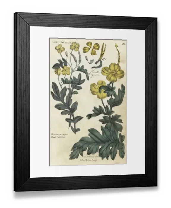Framed Print : Greater celandine and celandine Framed Print : Greater celandine and celandine