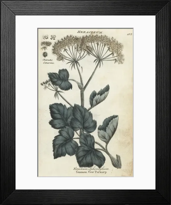 Framed Print : Common cow parsnip or hogweed, Heracleum sphondylium Framed Print : Common cow parsnip or hogweed, Heracleum sphondylium