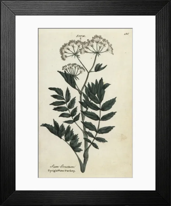 Framed Print : Upright or cutleaf water parsnip, Berula erecta Framed Print : Upright or cutleaf water parsnip, Berula erecta