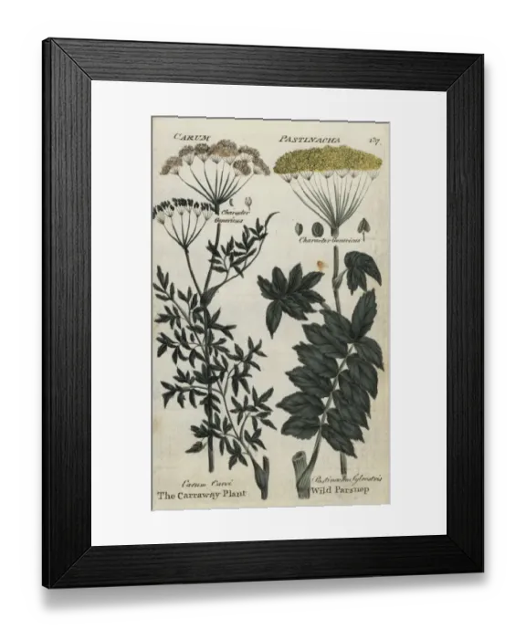 Framed Print : Caraway plant, Carum carvi, and wild parsnip Framed Print : Caraway plant, Carum carvi, and wild parsnip