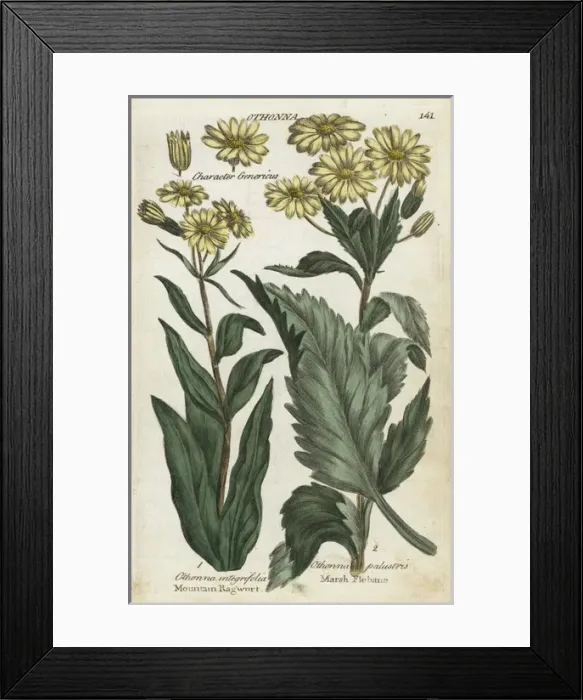 Framed Print : Mountain ragwort and marsh fleabane Framed Print : Mountain ragwort and marsh fleabane