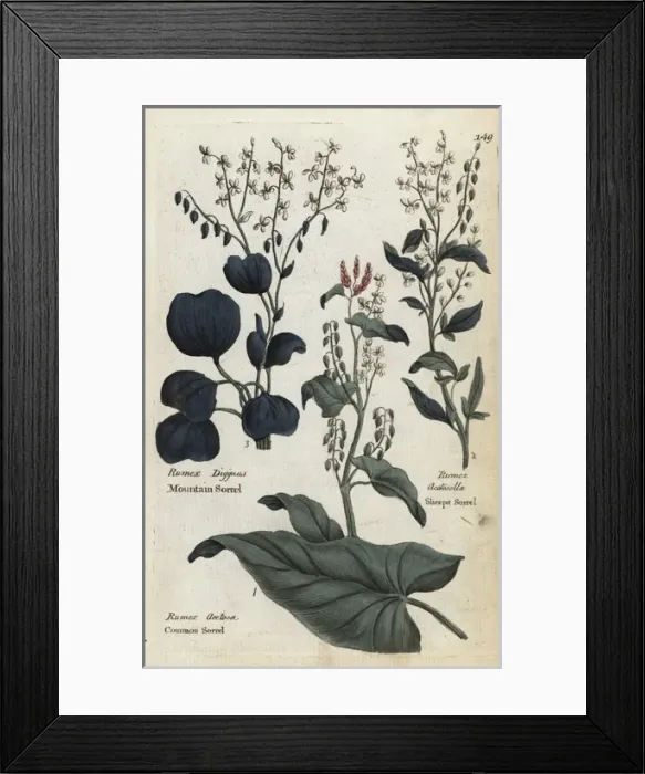 Framed Print : Common sorrel, mountain sorrel and sheeps sorrel Framed Print : Common sorrel, mountain sorrel and sheeps sorrel