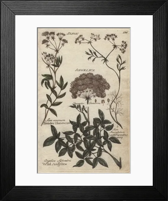 Framed Print : Wild angelica, Angelica sylvestris, honewort Framed Print : Wild angelica, Angelica sylvestris, honewort