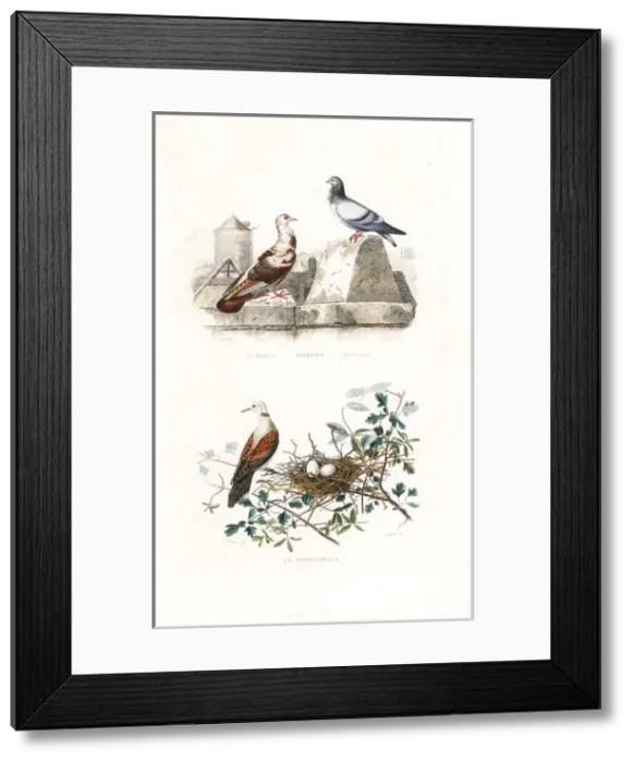 Framed Print : French Mondain and Cravate pigeons, and turtle dove Framed Print : French Mondain and Cravate pigeons, and turtle dove
