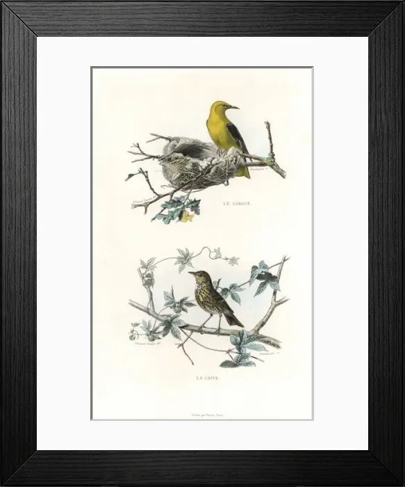 Framed Print : Golden oriole and song thrush Framed Print : Golden oriole and song thrush