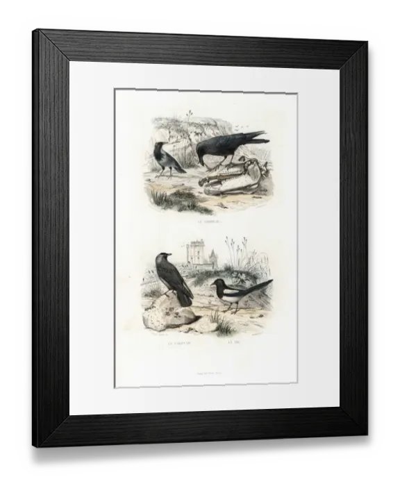 Framed Print : Raven, jackdaw and magpie Framed Print : Raven, jackdaw and magpie