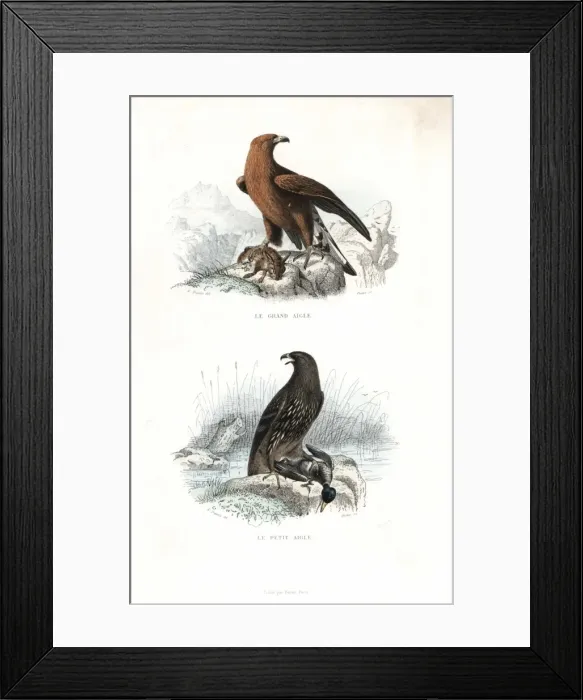 Framed Print : Golden eagle and spotted eagle Framed Print : Golden eagle and spotted eagle