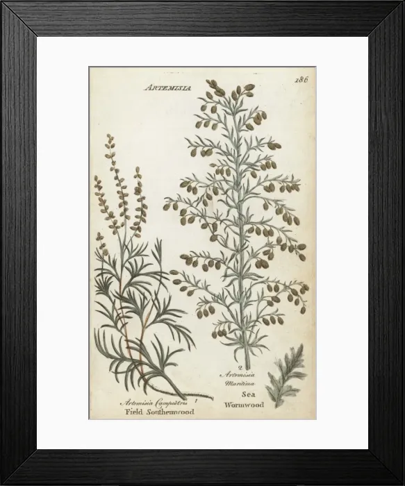 Framed Print : Field southernwood and sea wormwood Framed Print : Field southernwood and sea wormwood