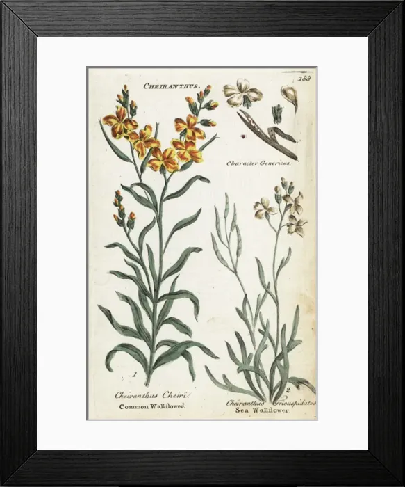 Framed Print : Common wallflower and sea stock Framed Print : Common wallflower and sea stock