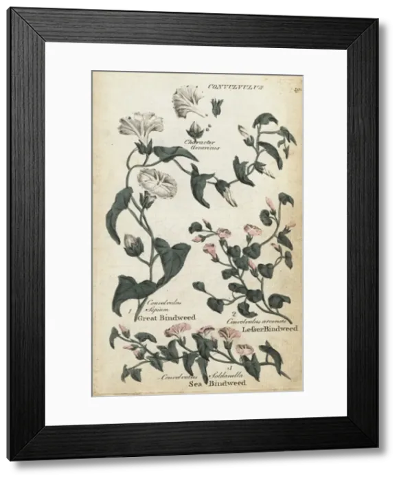 Framed Print : Great bindweed, sea bindweed and lesser bindweed Framed Print : Great bindweed, sea bindweed and lesser bindweed