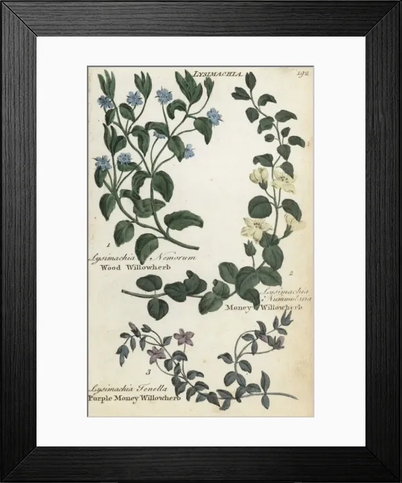 Framed Print : Wood willowherb, money willowherb and bog pimpernel Framed Print : Wood willowherb, money willowherb and bog pimpernel