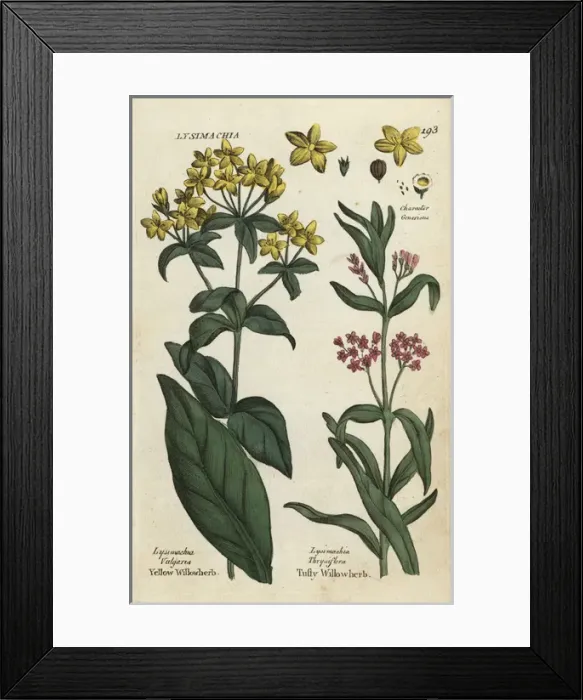 Framed Print : Yellow loosestrife and tufted loosestrife Framed Print : Yellow loosestrife and tufted loosestrife