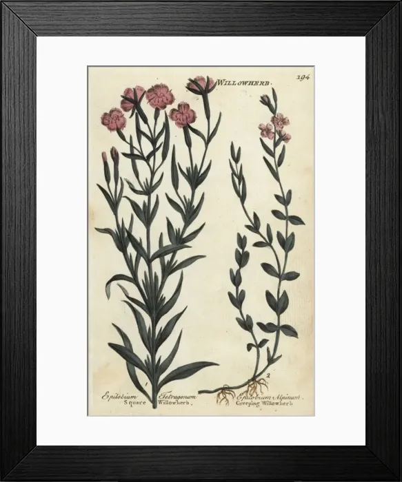 Framed Print : Square willowherb and creeping willowherb