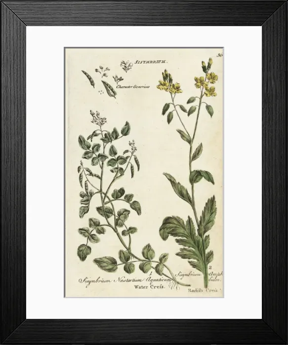 Framed Print : Watercress, Nasturtium officinale, and radish Framed Print : Watercress, Nasturtium officinale, and radish