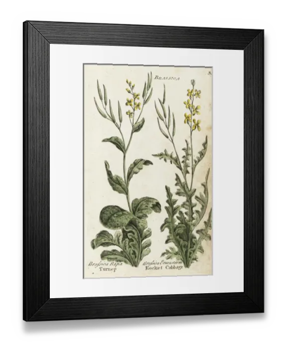 Framed Print : Turnip and rocket cabbage or dog mustard Framed Print : Turnip and rocket cabbage or dog mustard