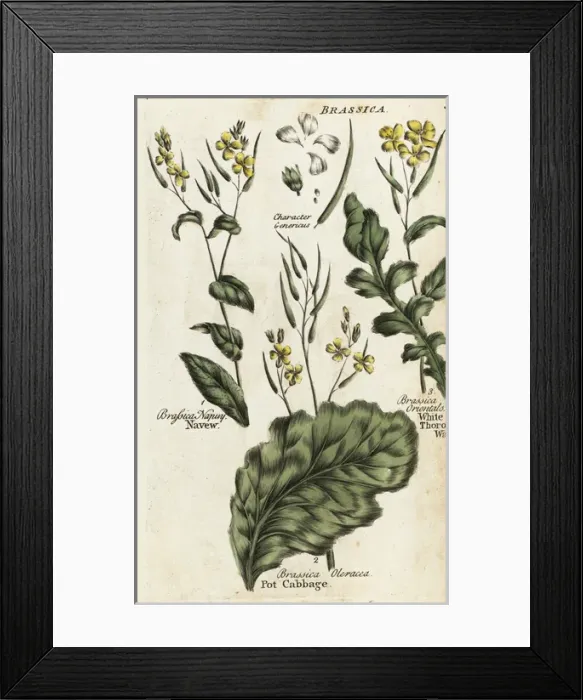 Framed Print : Turnip, cabbage and hares ear mustard Framed Print : Turnip, cabbage and hares ear mustard