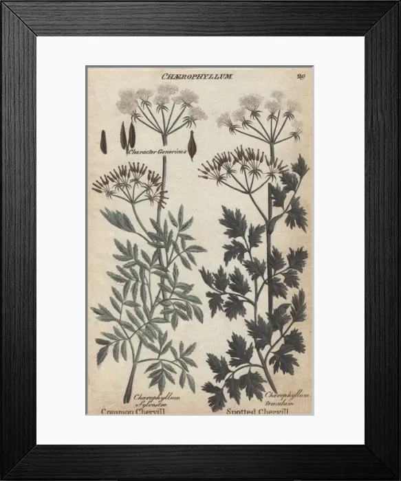 Framed Print : Common chervil, Chaerophyllum sylvestre Framed Print : Common chervil, Chaerophyllum sylvestre