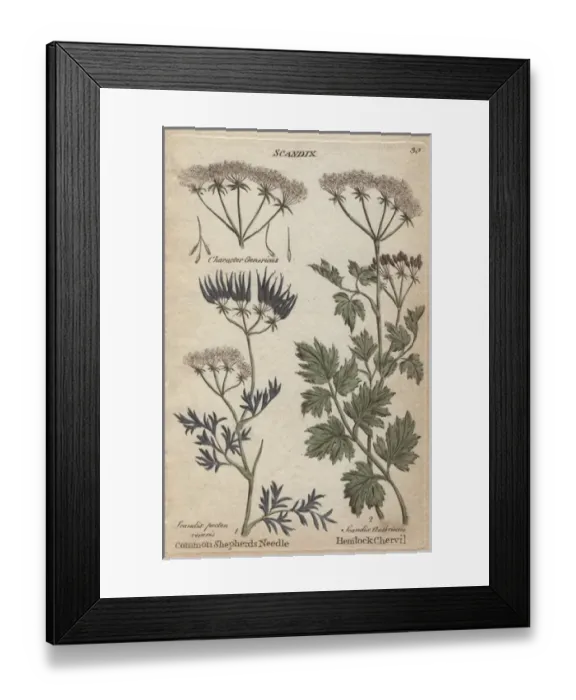 Framed Print : Shepherds needle, Scandix pecten veneris Framed Print : Shepherds needle, Scandix pecten veneris