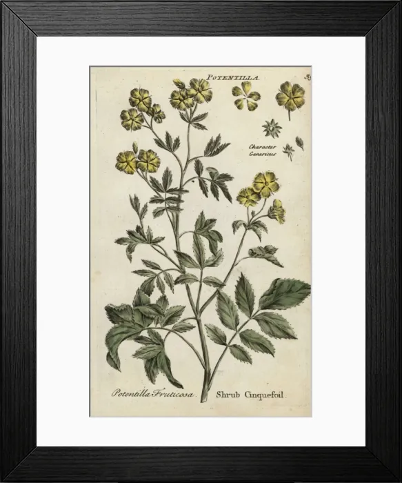 Framed Print : Shrub cinquefoil, Potentilla fruticosa Framed Print : Shrub cinquefoil, Potentilla fruticosa