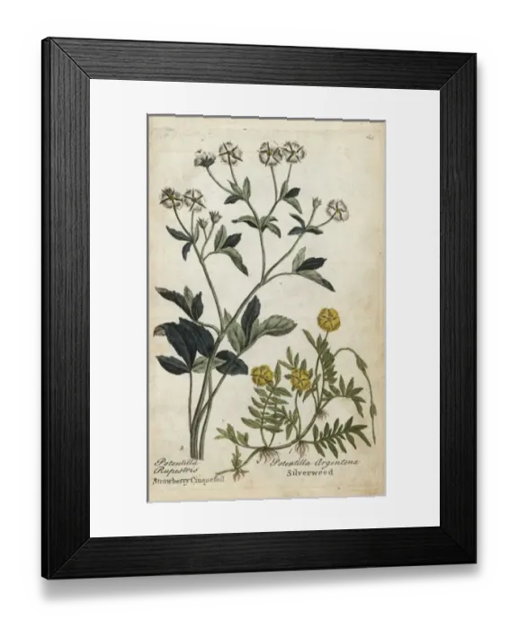 Framed Print : Strawberry cinquefoil and silverweed Framed Print : Strawberry cinquefoil and silverweed