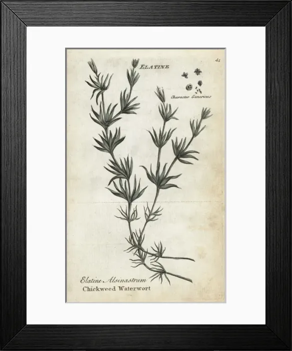 Framed Print : Whorled or chickweed waterwort, Elatine alsinastrum Framed Print : Whorled or chickweed waterwort, Elatine alsinastrum