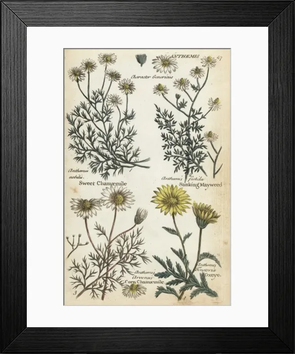 Framed Print : Sweet chamomile, stinking mayweed, corn chamaemile and oxeye Framed Print : Sweet chamomile, stinking mayweed, corn chamaemile and oxeye