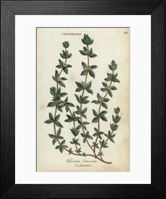 Framed Print : Crosswort, Cruciata laevipes