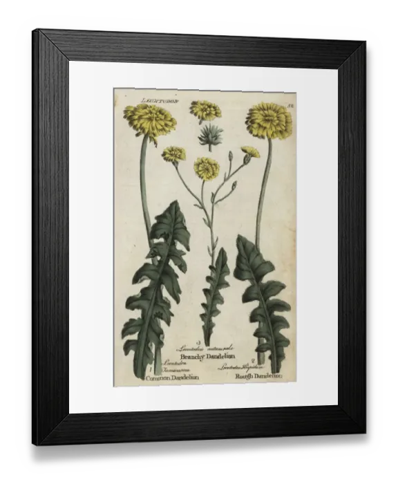 Framed Print : Dandelion, branchy dandelion, and rough hawkbit Framed Print : Dandelion, branchy dandelion, and rough hawkbit