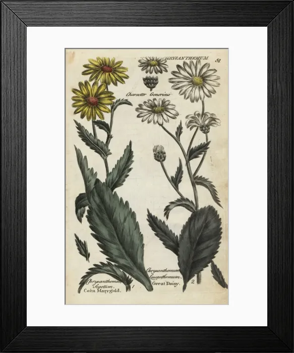 Framed Print : Corn marigold and oxeye daisy