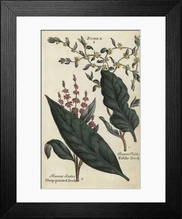 Framed Print : Sharp pointed dock, Rumex acutus, and fiddle Framed Print : Sharp pointed dock, Rumex acutus, and fiddle