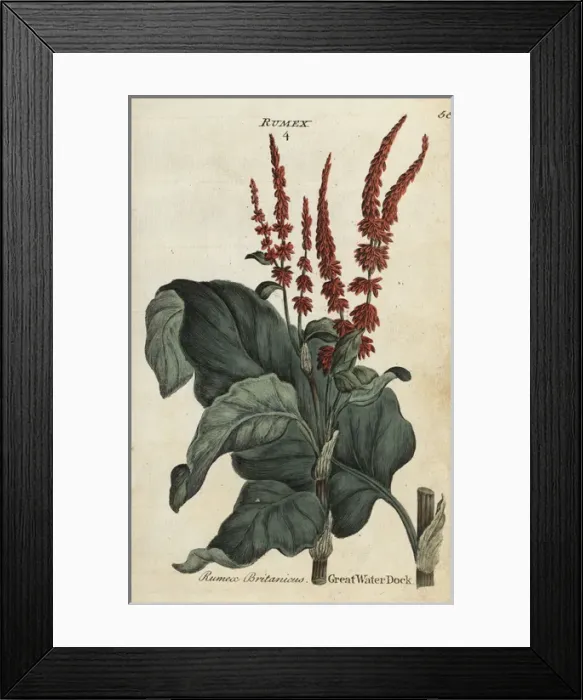 Framed Print : Great water dock, Rumex hydrolapathum Framed Print : Great water dock, Rumex hydrolapathum