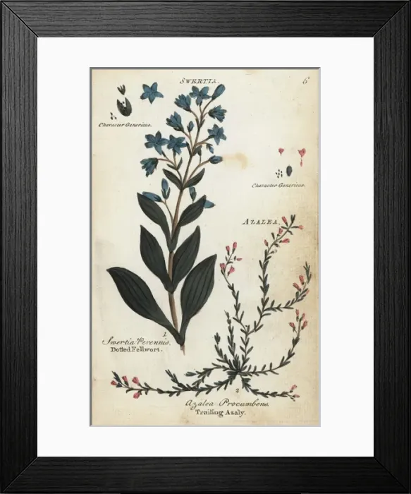 Framed Print : Dotted felwort and alpine azalea Framed Print : Dotted felwort and alpine azalea