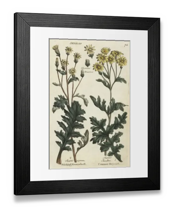Framed Print : Sticky groundsel, Senecio viscosus, and ragwort Framed Print : Sticky groundsel, Senecio viscosus, and ragwort
