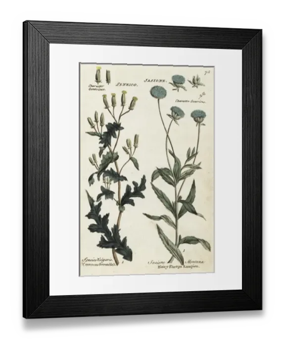 Framed Print : Common groundsel and hairy sheeps rampion Framed Print : Common groundsel and hairy sheeps rampion