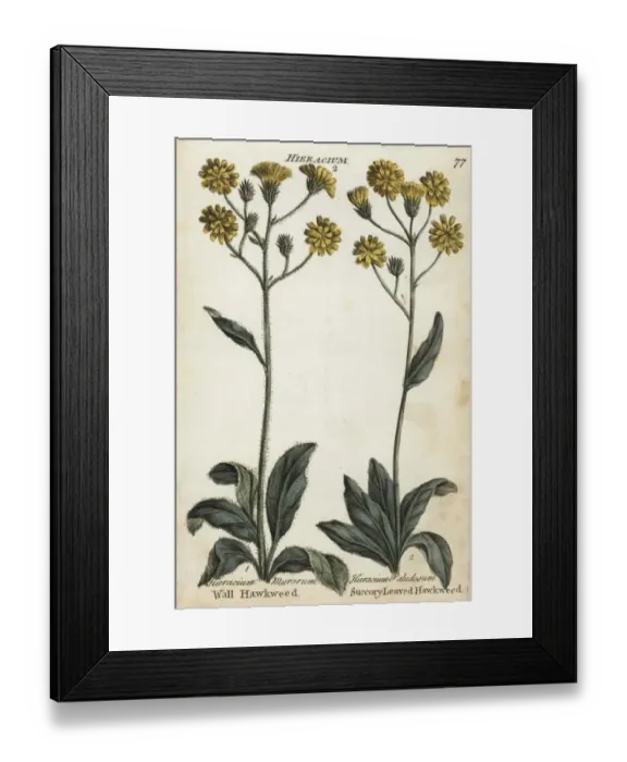 Framed Print : Wall hawkweed and succory-leaved hawkweed Framed Print : Wall hawkweed and succory-leaved hawkweed