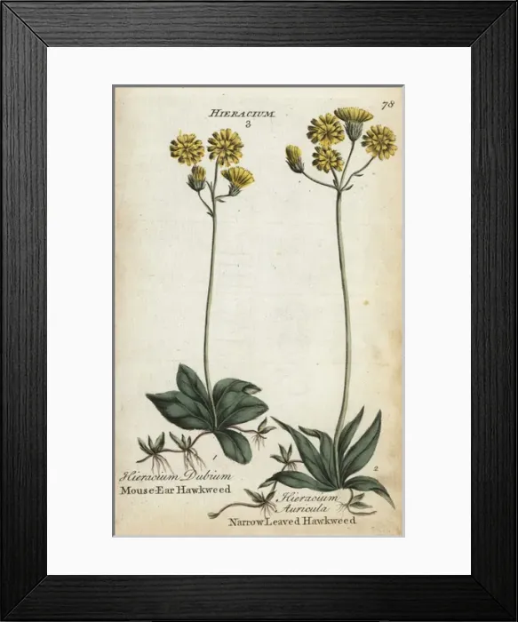 Framed Print : Mouse ear hawkweed and narrow-leaved hawkweed Framed Print : Mouse ear hawkweed and narrow-leaved hawkweed