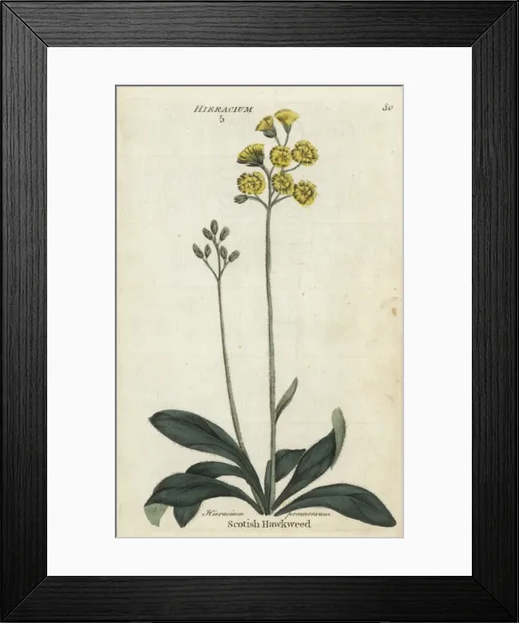 Framed Print : Scotish hawkweed or hawksbeard, Crepis praemorsa Framed Print : Scotish hawkweed or hawksbeard, Crepis praemorsa
