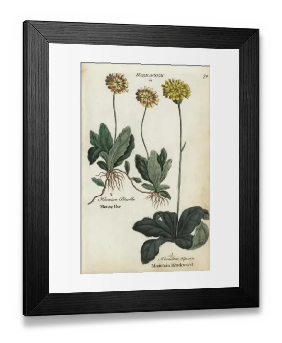 Framed Print : Mouse ear hawkweed and mountain hawkweed Framed Print : Mouse ear hawkweed and mountain hawkweed