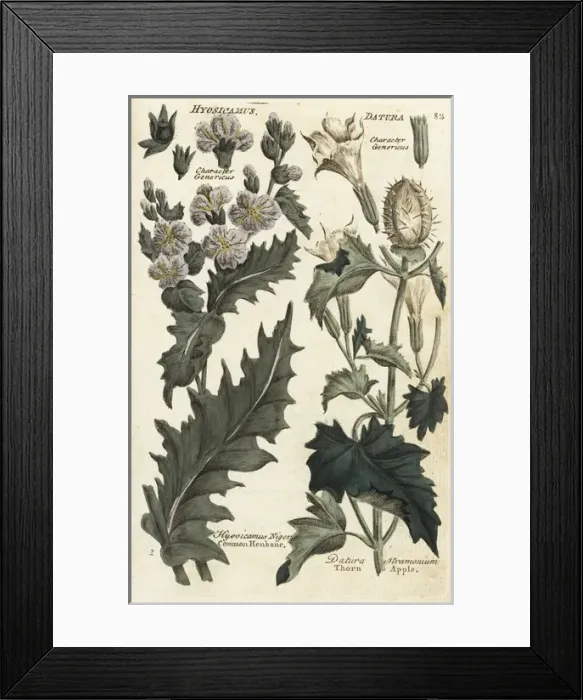 Framed Print : Henbane, Hyosicamus niger, and thorn apple Framed Print : Henbane, Hyosicamus niger, and thorn apple