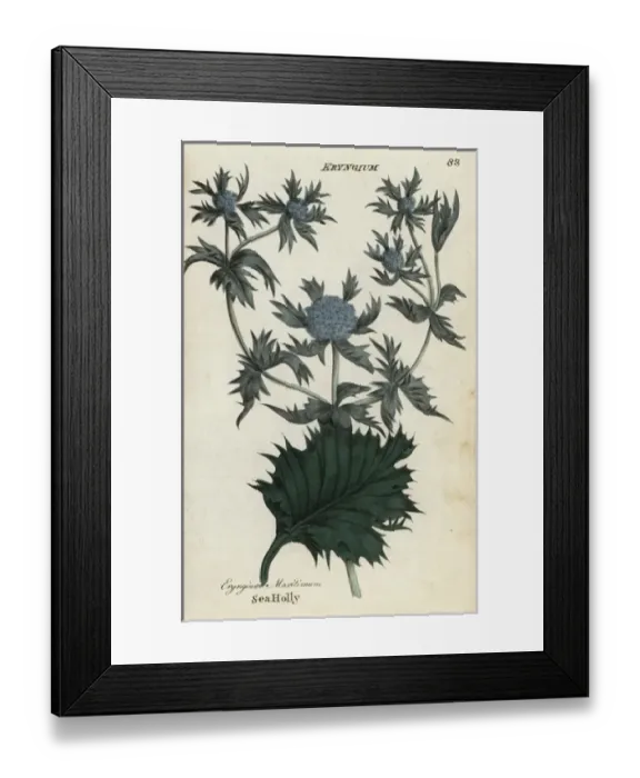 Framed Print : Sea holly, Eryngium maritimum Framed Print : Sea holly, Eryngium maritimum