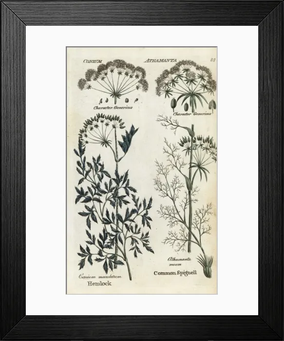 Framed Print : Poison hemlock and spignell Framed Print : Poison hemlock and spignell