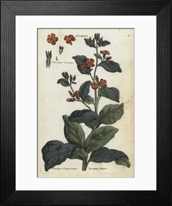 Framed Print : Evergreen alkanet, Anchusa sempervirens Framed Print : Evergreen alkanet, Anchusa sempervirens